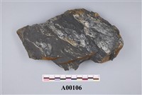 藏品(植物化石)的圖片